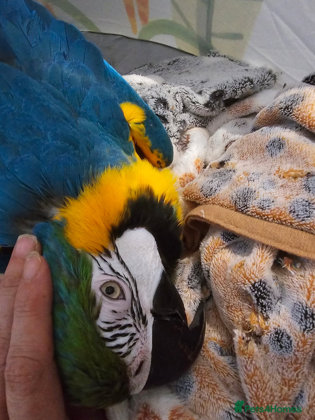 Macaws birds for sale: Female BNG MAcaw - Image 9