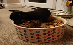 Mixed Breed dogs for sale: Chihuahua with a bit of French Bulldog puppies - Advert 28