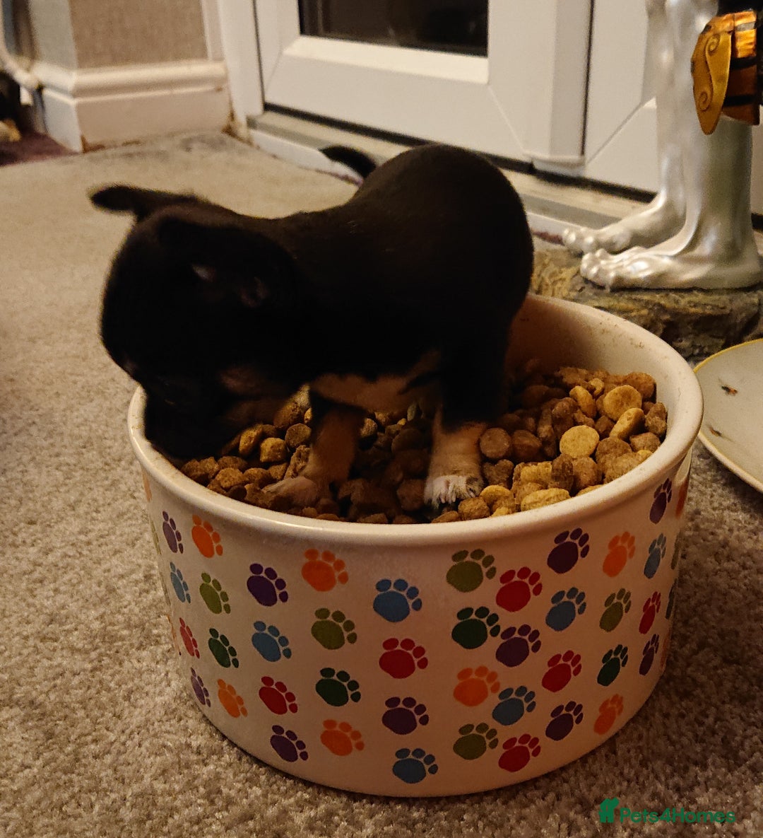 Mixed Breed dogs for sale: Chihuahua with a bit of French Bulldog puppies - Advert 28