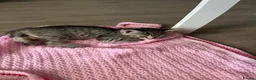 Mixed Breed cats for sale: Last girl Silver grey Tabby £85 due to timewaster - Advert 12