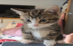 Mixed Breed cats for sale: Kittens for sale - Image 5