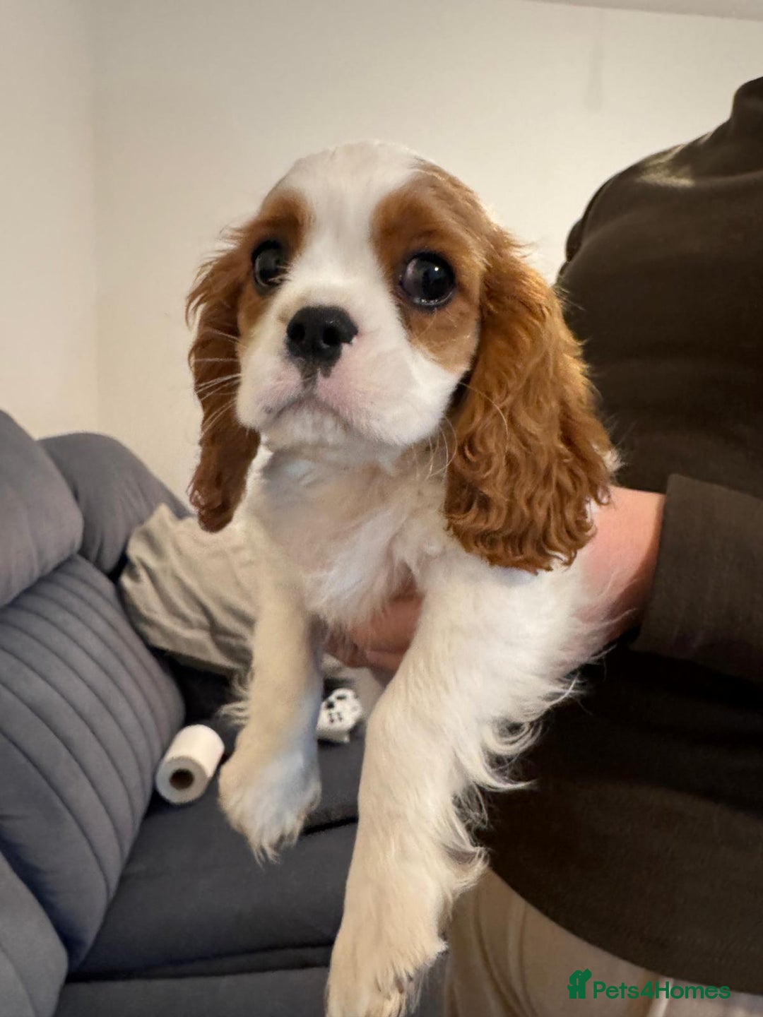 Cavalier King Charles Spaniel dogs for sale: ⭐Cavalier Boy -0% COI & Fully Health Tested⭐ - Image 6