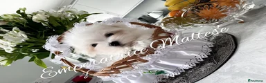 Maltese Puppy 1
