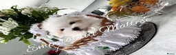 Maltese dogs for sale: Tiny KC Reg. Korean Maltese- CH line show dogs! - Advert 3