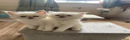 Ragdoll cats for sale: Ragdoll Kittens GCCF lilac and Blue beautiful  - Advert 12