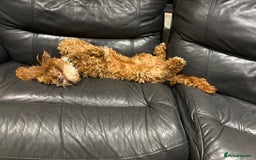 Cavapoo dogs for stud: Proven Cavapoo for stud in Horsham - Advert 5