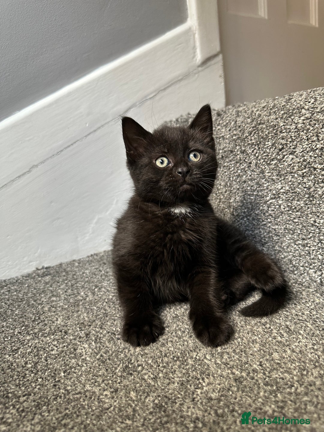 Mixed Breed cats for sale: ✨Meet Our Beautiful Bengal Mix Girls!✨ - Advert 18