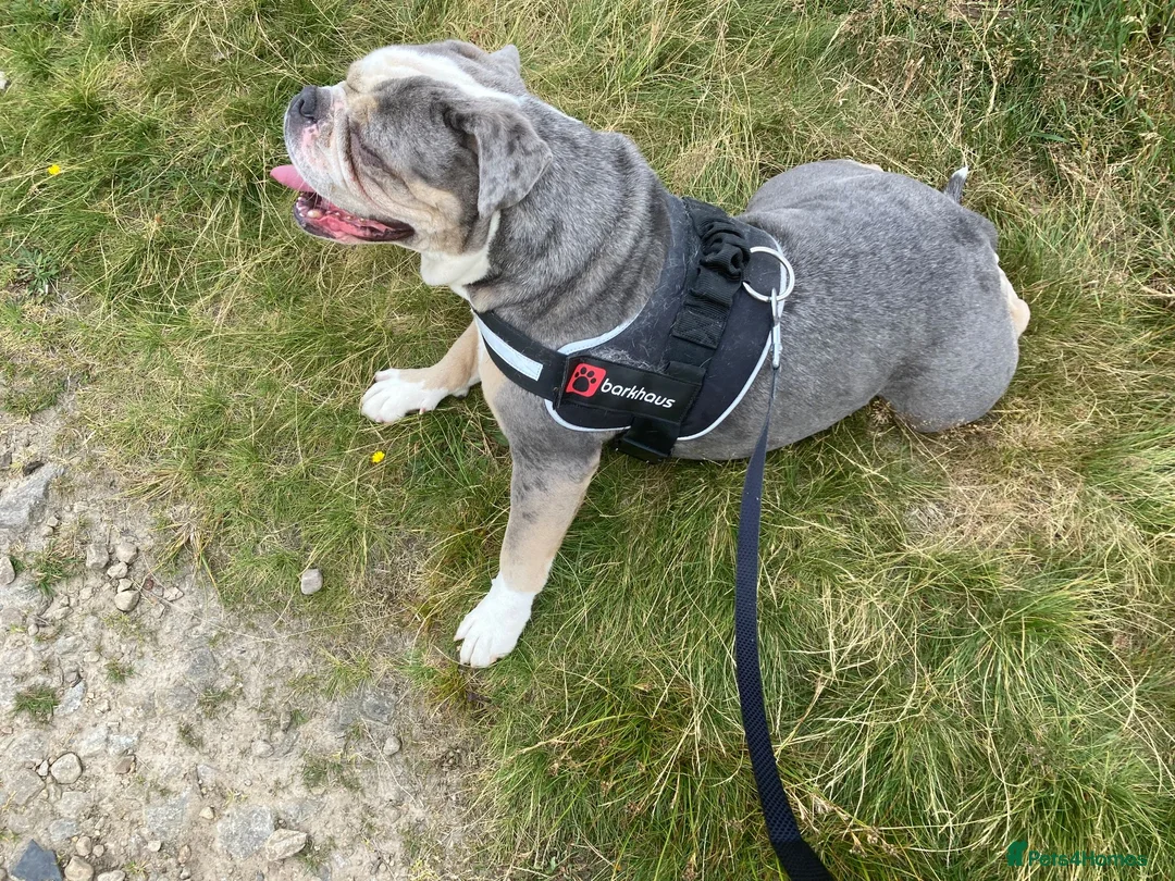English Bulldog dogs for sale: 3 years old female - Advert 8