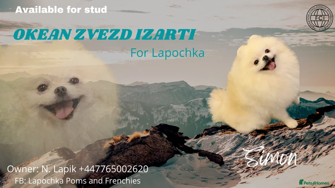 Pomeranian dogs for stud: Optic White/cream  true to type boy for stud only in Lanark - Advert 2