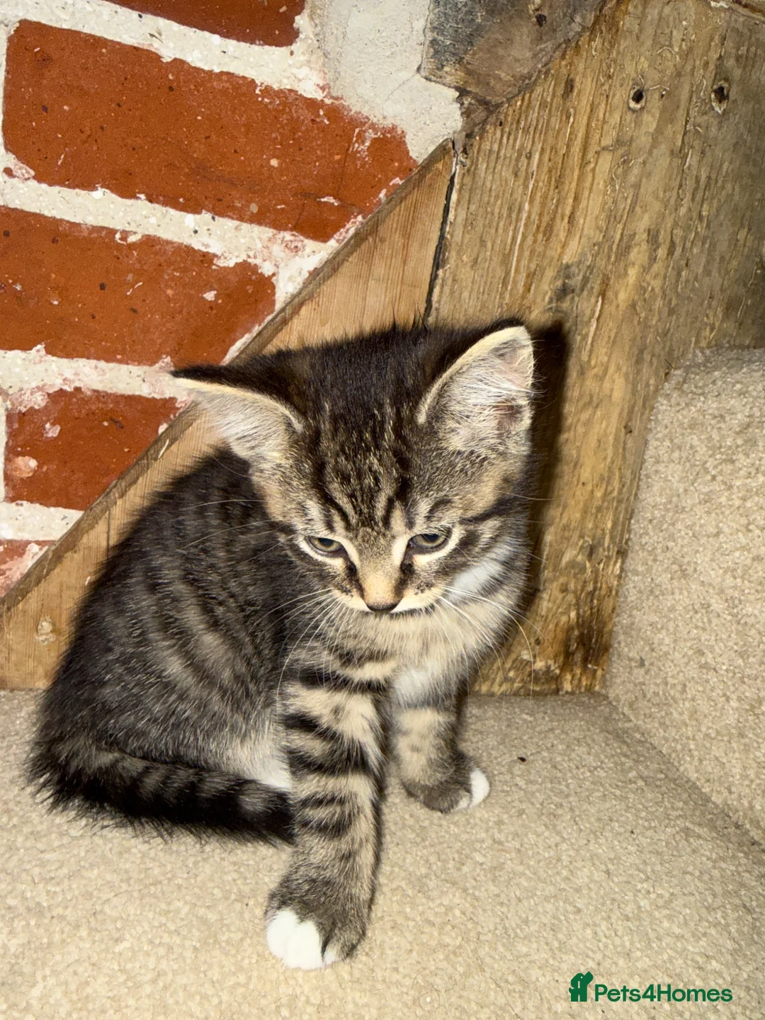 Mixed Breed cats for sale: Two female kittens in Stowmarket - Advert 2