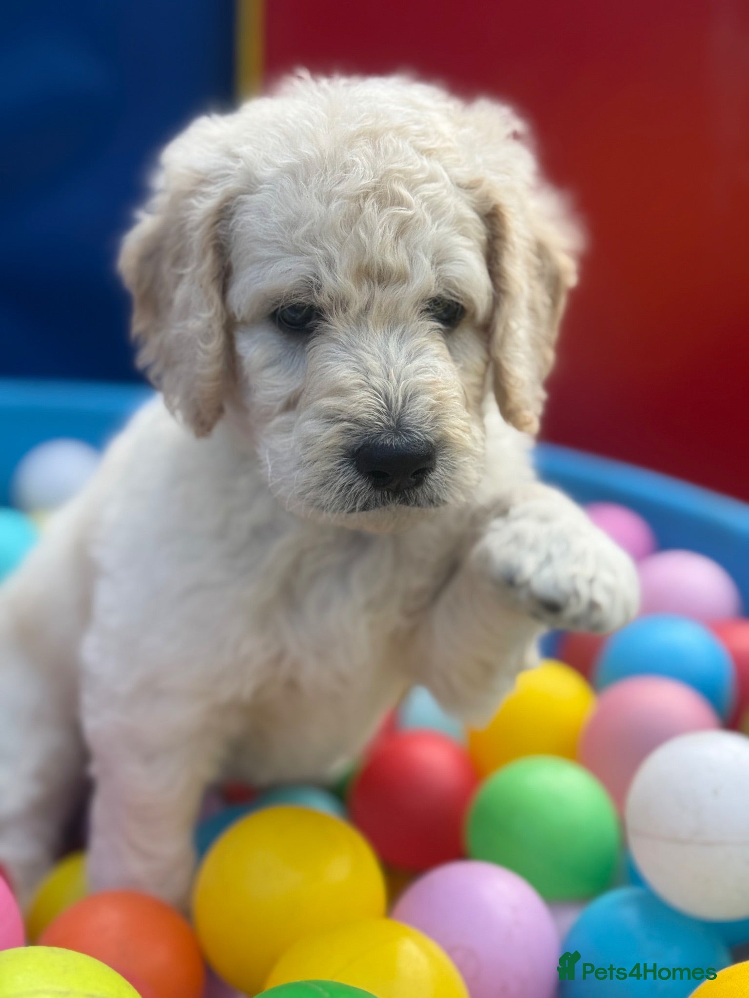 Goldendoodle dogs 🐾 Beautiful Multi-Gen Goldendoodle Puppies - Advert 2