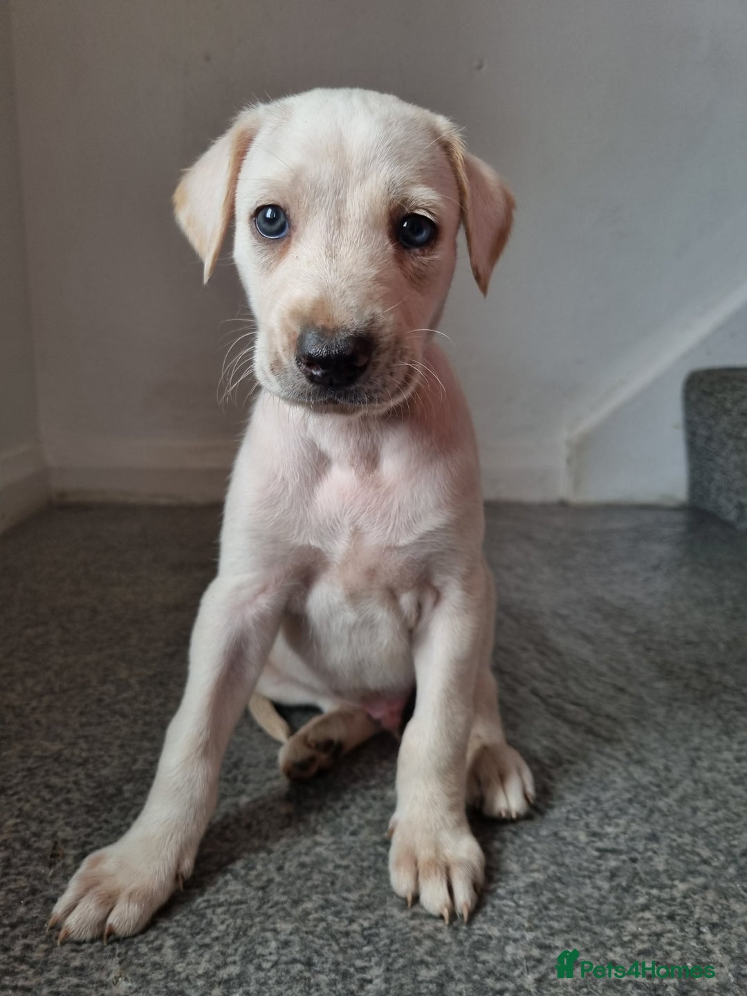 Lurcher dogs for sale: 5 lurcher pups looking for forever homes - Image 14