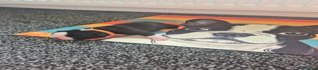 Orange collar