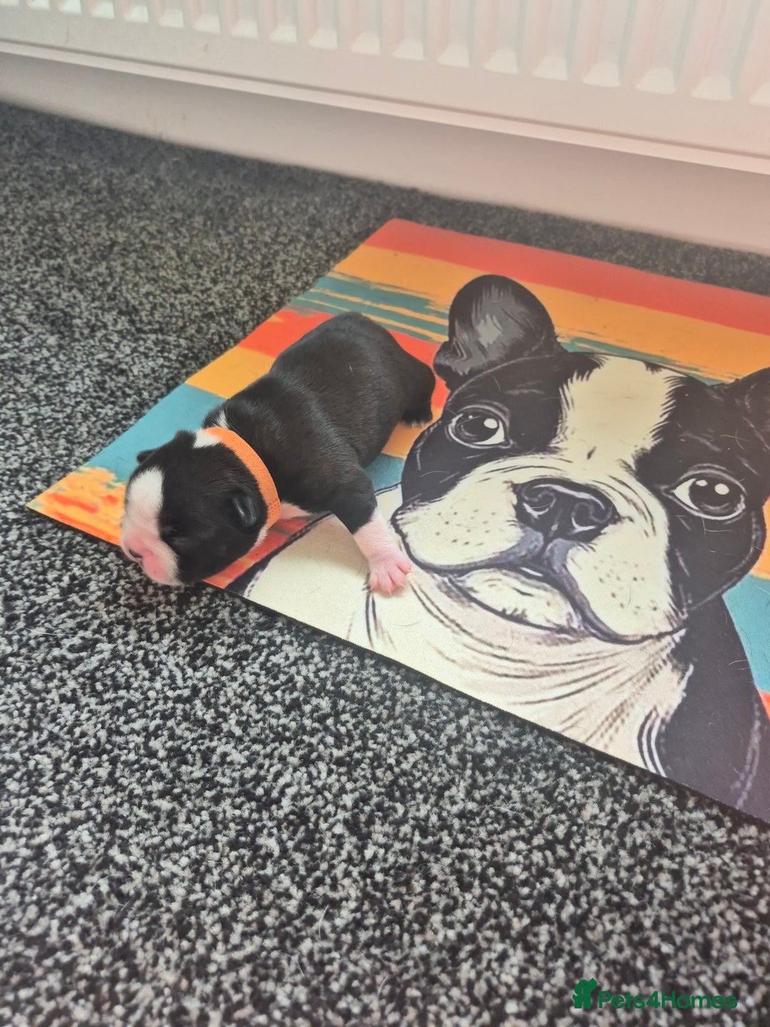 Boston Terrier dogs for sale: Stunning true to type wildax litter - Image 5