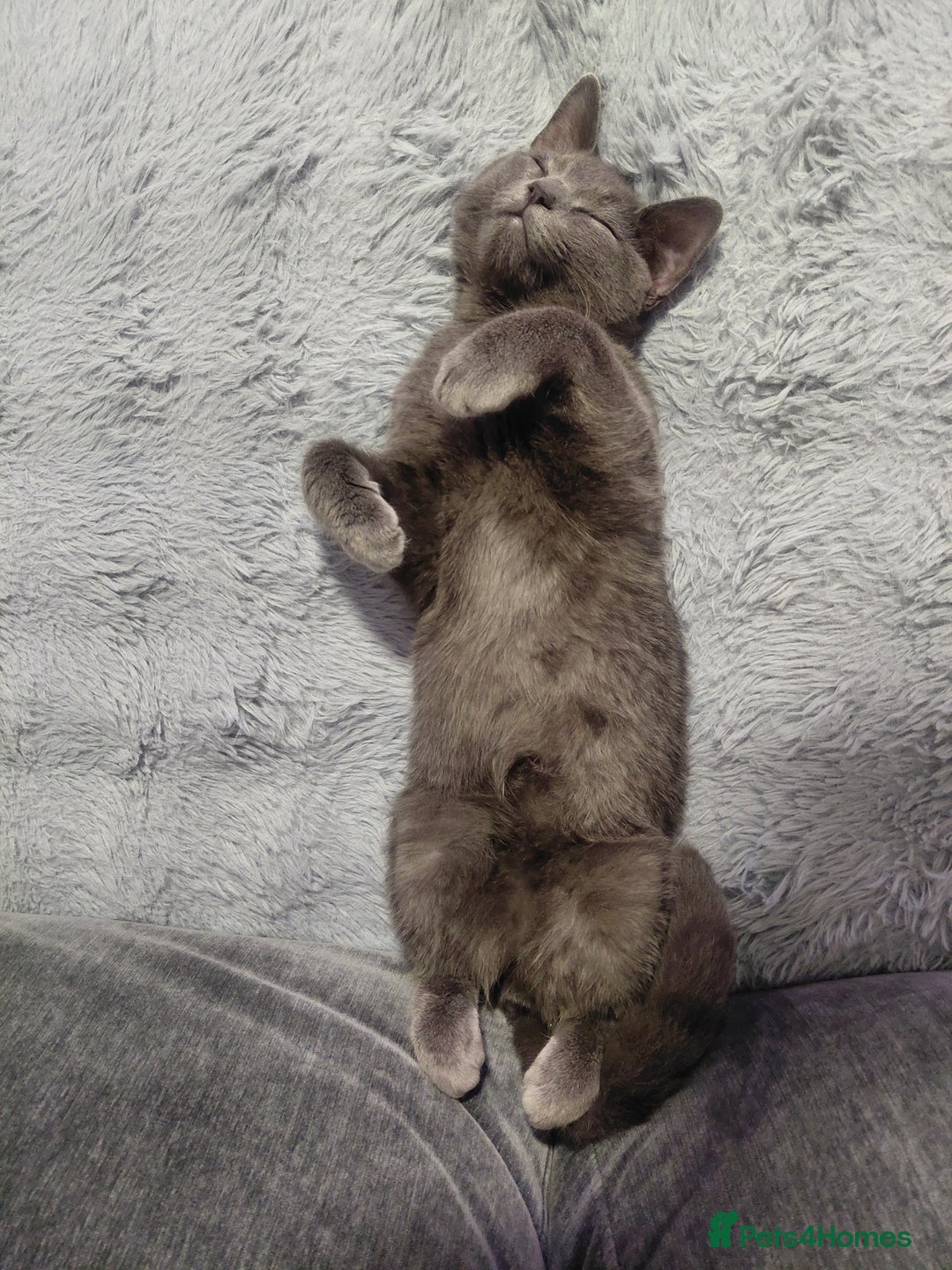 British Shorthair cats for sale: British Shorthair cross - Advert 6