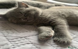 British Shorthair cats for sale: British Blue Kittens - Image 22