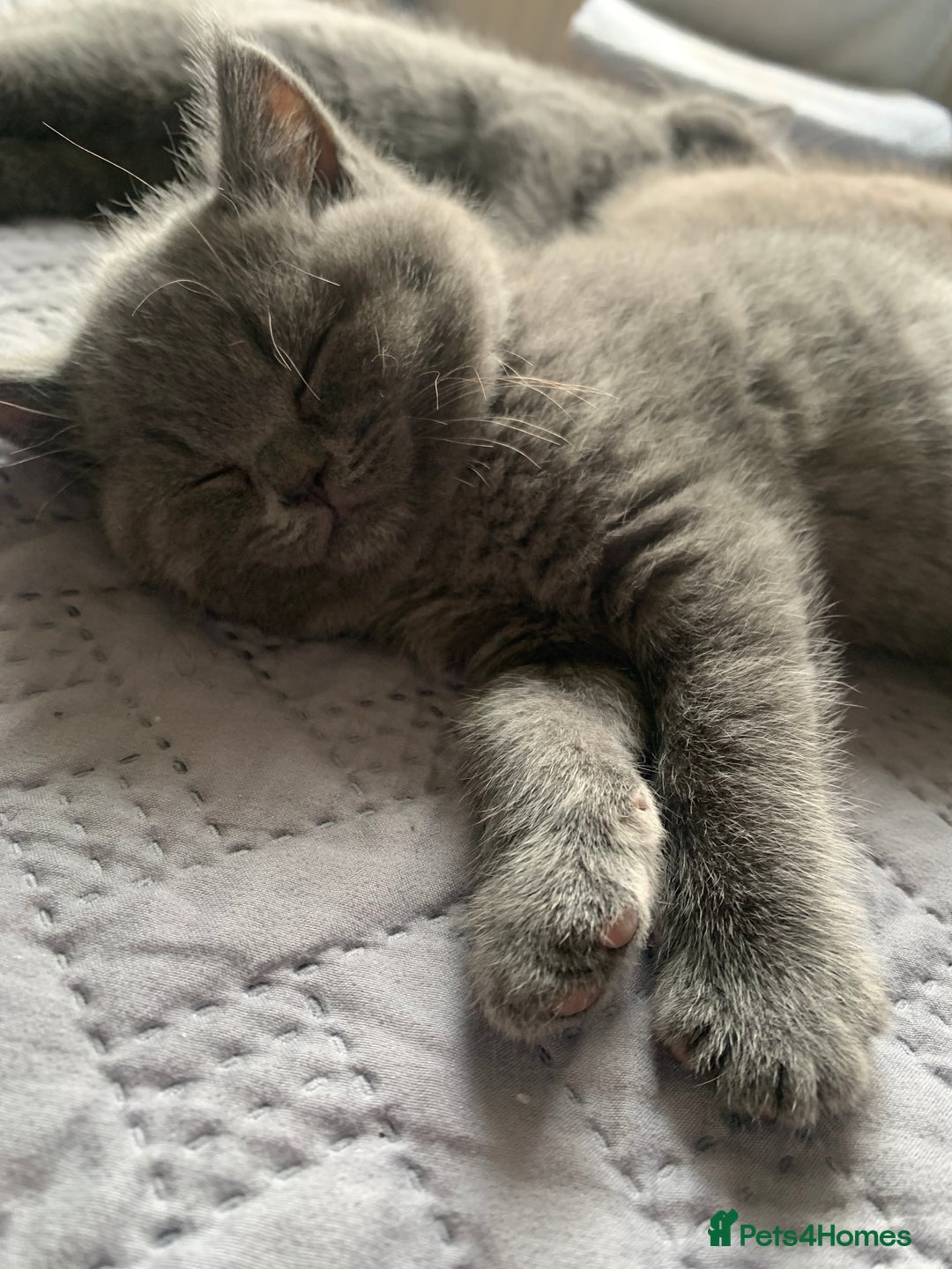 British Shorthair cats for sale: British Blue Kittens - Image 22