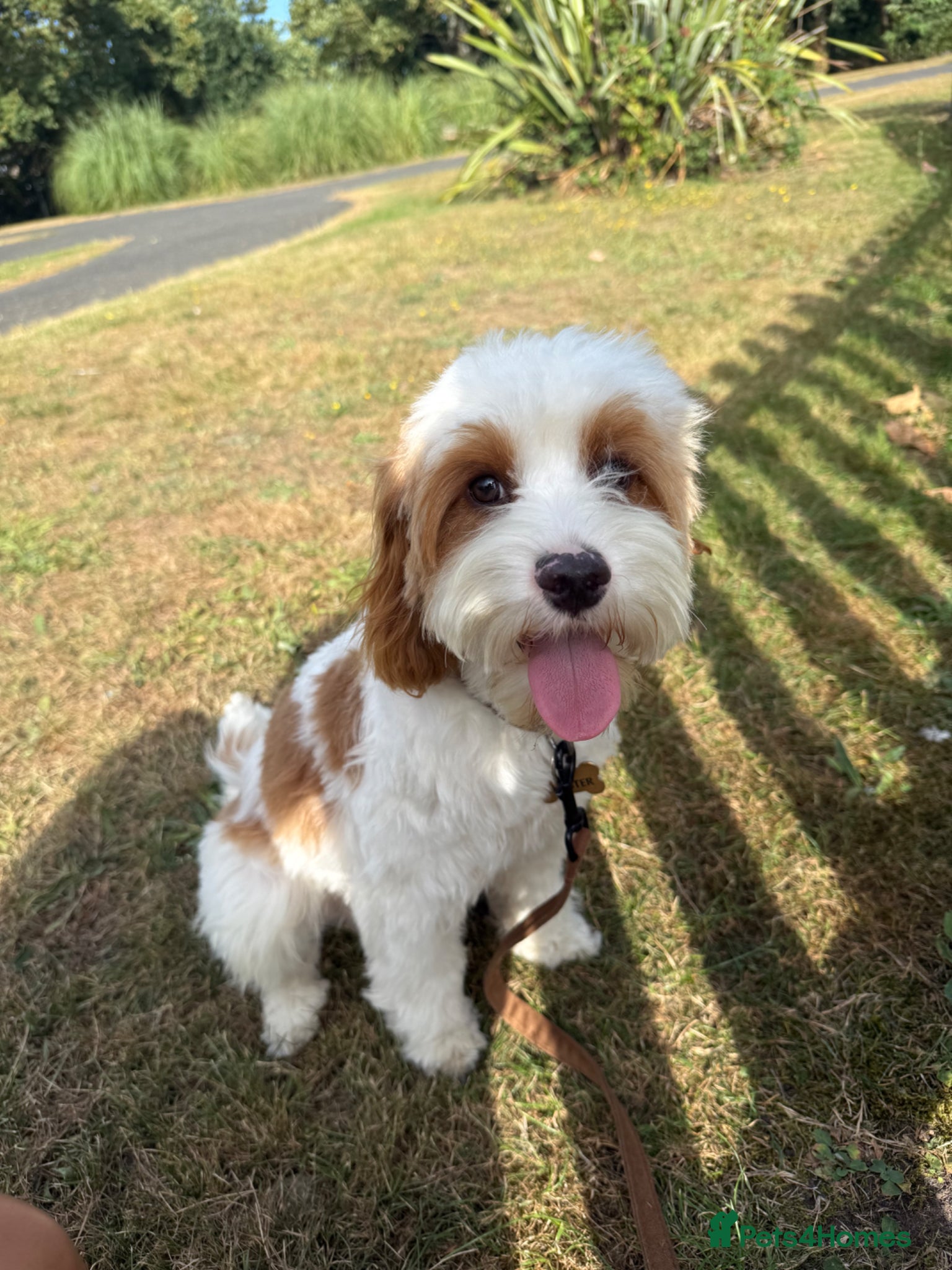 Cavapoo dogs for sale: Cavapoo - Advert 2