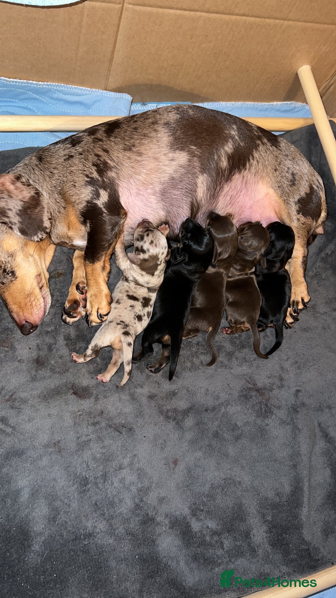 Miniature Dachshund dogs for sale: miniature dachshunds - Advert 7