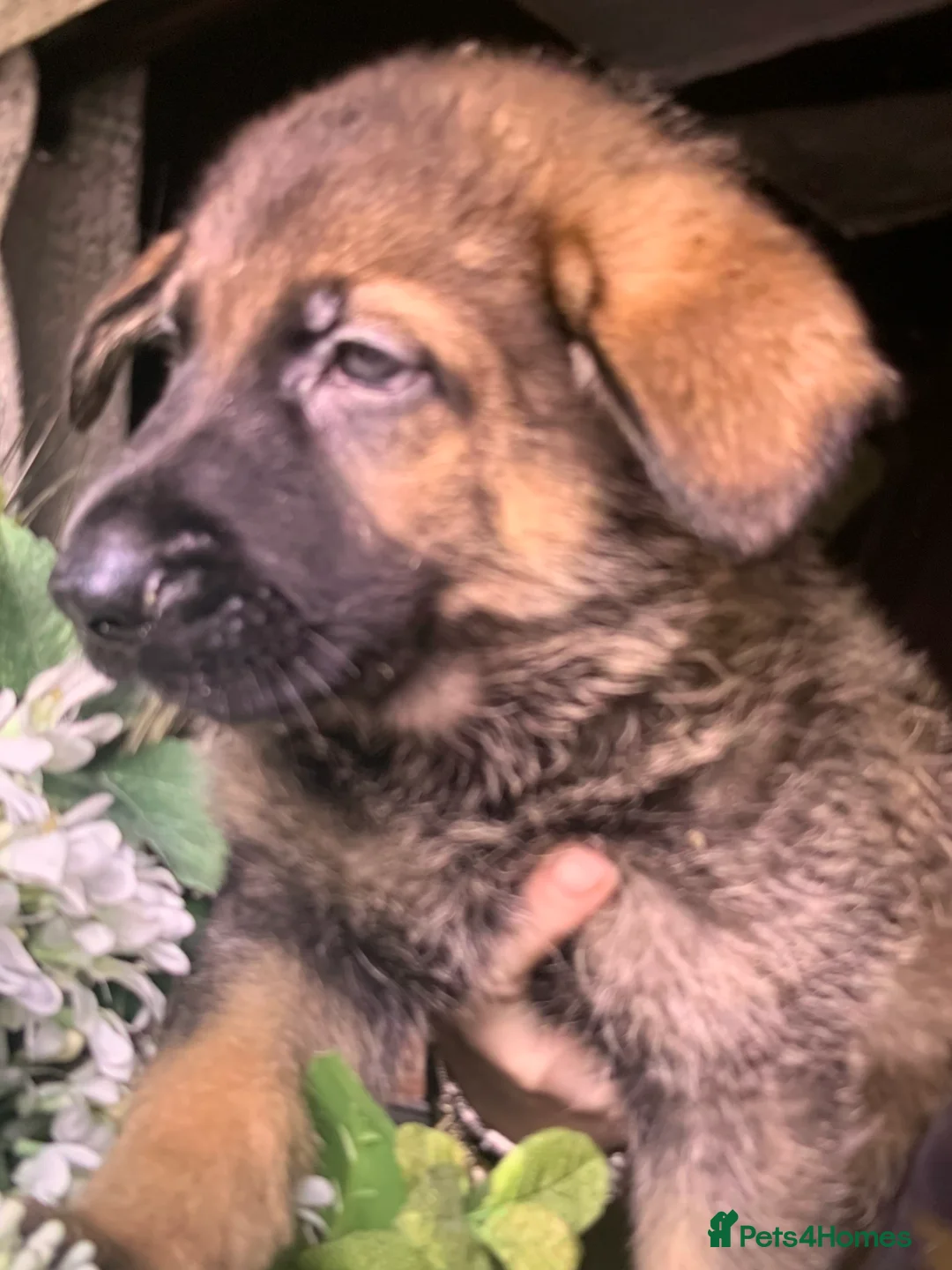 German Shepherd dogs for sale: KC fully health tested parents GSD pups  - Advert 3