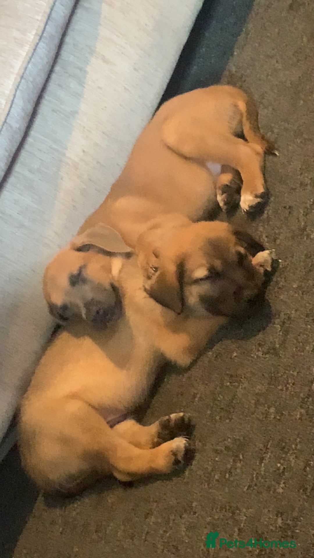Mixed Breed dogs for sale: Belgian malinois cross border collie  - Image 9