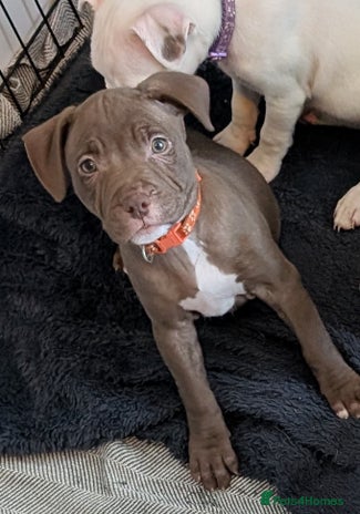 Mixed Breed dogs - Advert 11