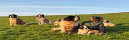 Saint Bernard dogs for sale: Pups from HIP & ELBOW scored parents  - Advert 7