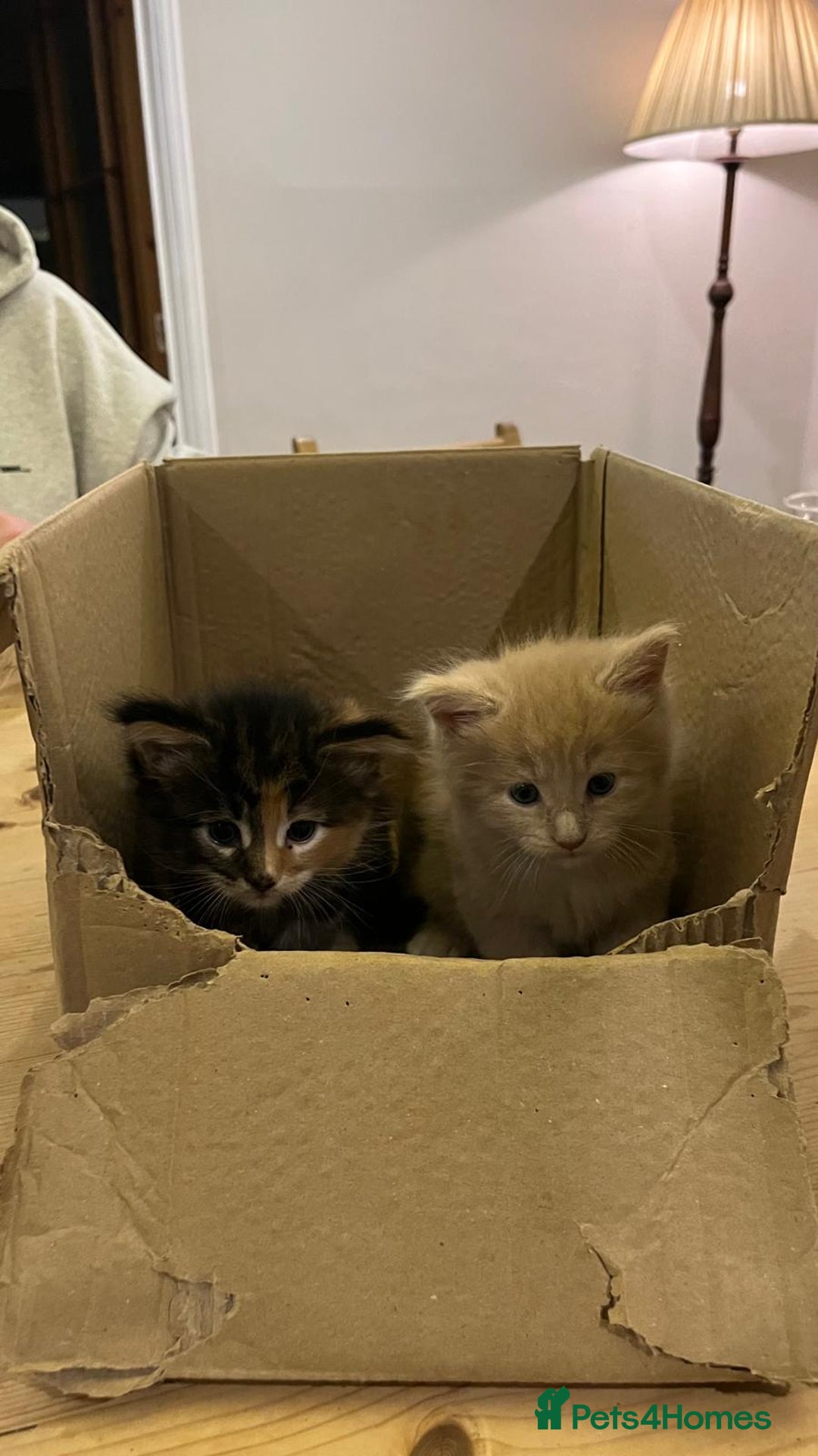 Maine Coon cats for sale: Pedigree Maine Coon Kittens - Advert 9
