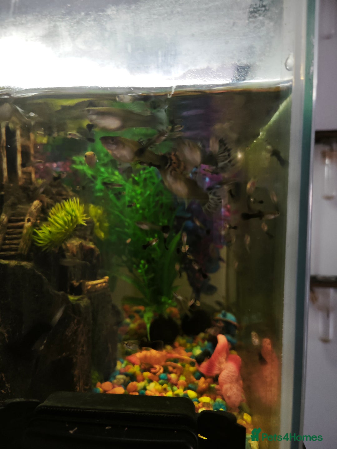 Rainbow Fish fish for sale: Baby Guppies  - Advert 3