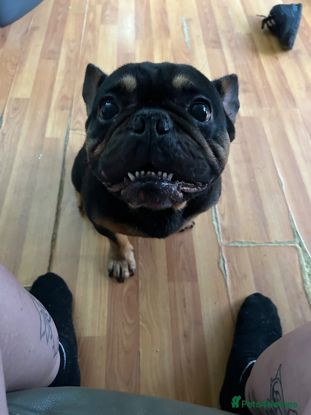 French Bulldog dogs for sale: French bulldog  - Advert 2