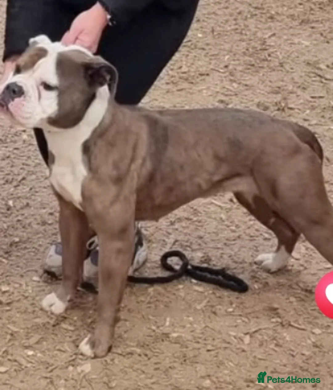 Old Tyme Bulldog dogs for sale: Old tyme bulldog female - Advert 1