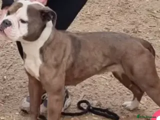 Old Tyme Bulldog dogs Old tyme bulldog female - Advert 10