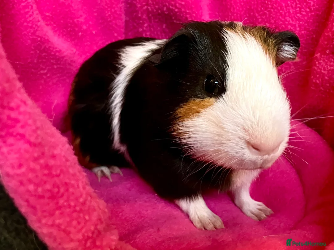Guinea Pig rodents for sale: Baby guinea pig boar / male in Sherborne - Advert 2