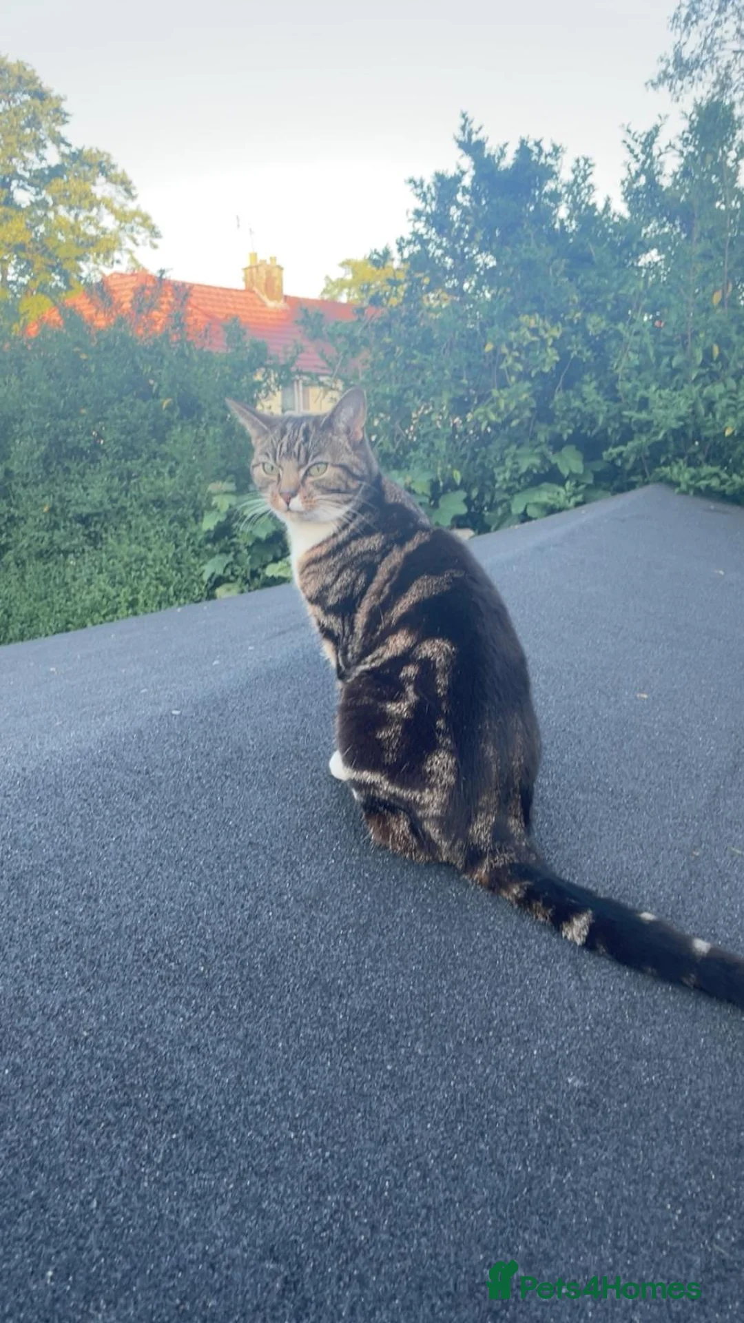 Mixed Breed cats for sale: Pip is looking o for a new home  - Advert 1