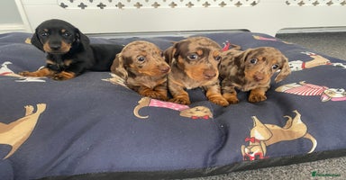 Dachshund dogs - Advert 4