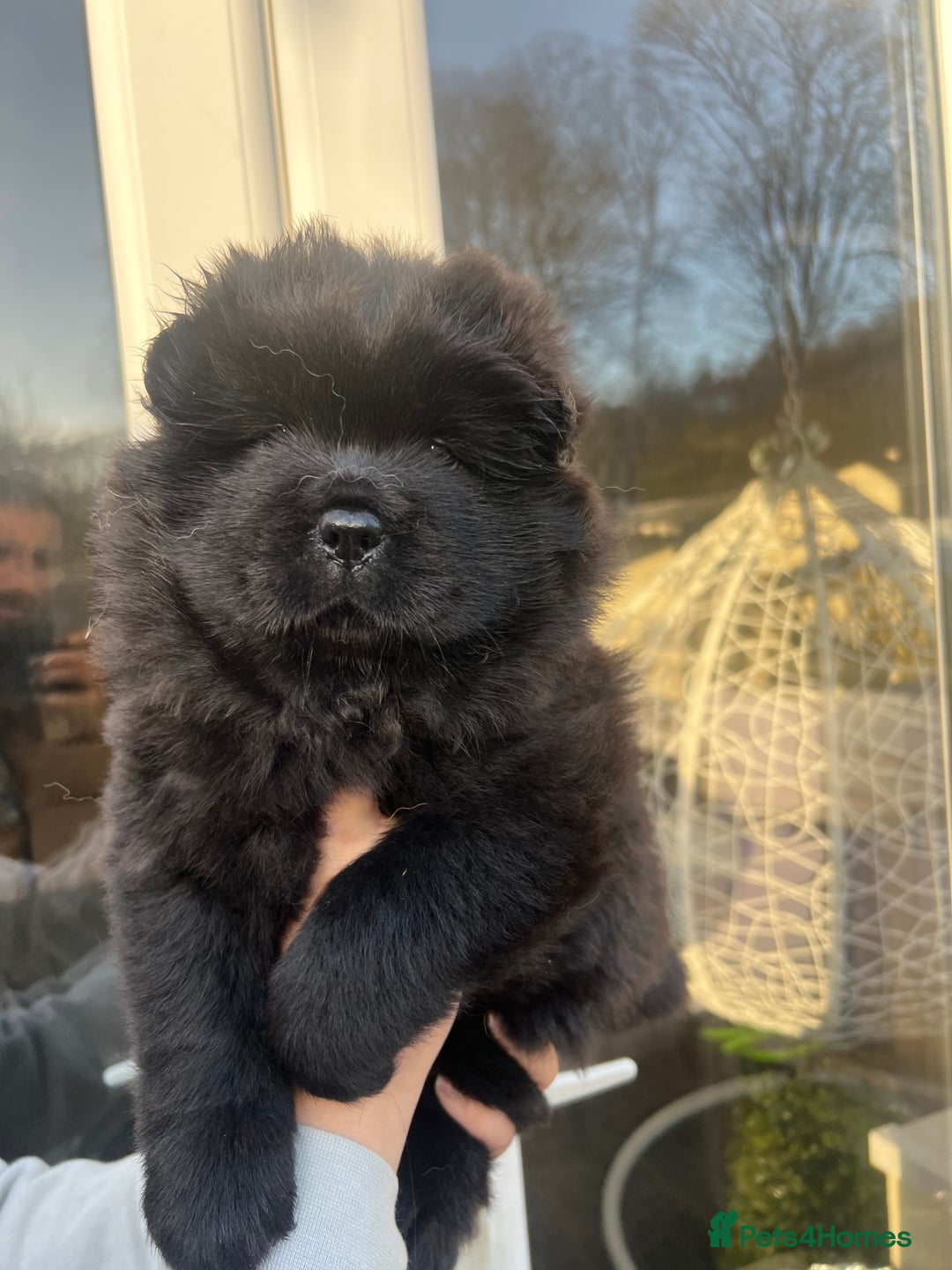 Chow Chow dogs for sale: Beautiful Black and Blue Chow Chow 🖤💙 - Advert 19