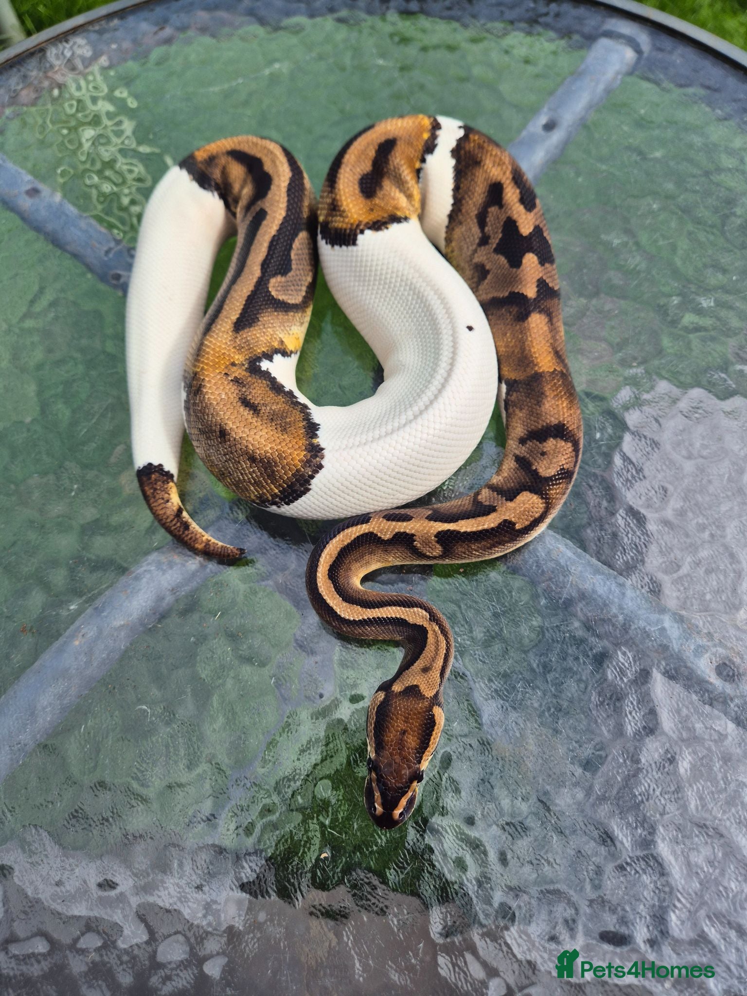 Mixed Breed reptiles Royal python for sale  - Advert 3