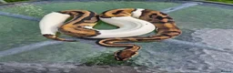 Mixed Breed reptiles for sale: Ball python for sale  weekend sale  - Advert 2