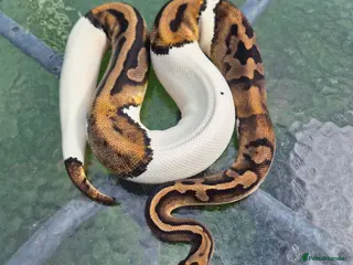 Mixed Breed reptiles Royal python for sale - Advert 3