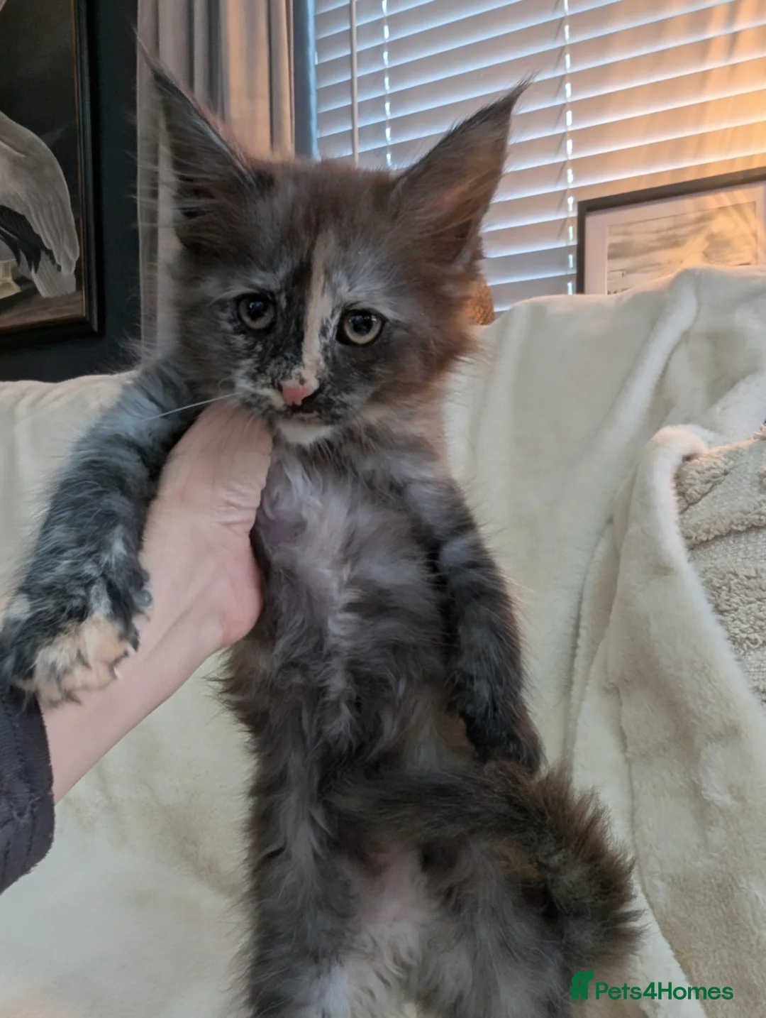 Maine Coon cats for sale: ✨ Stunning Maine Coon Kittens Ready Now ✨ - Advert 4