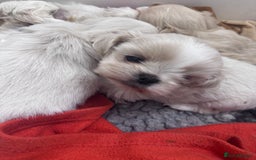 Shih Tzu dogs for sale: Creams shihtzus 5* puppies  - Image 5