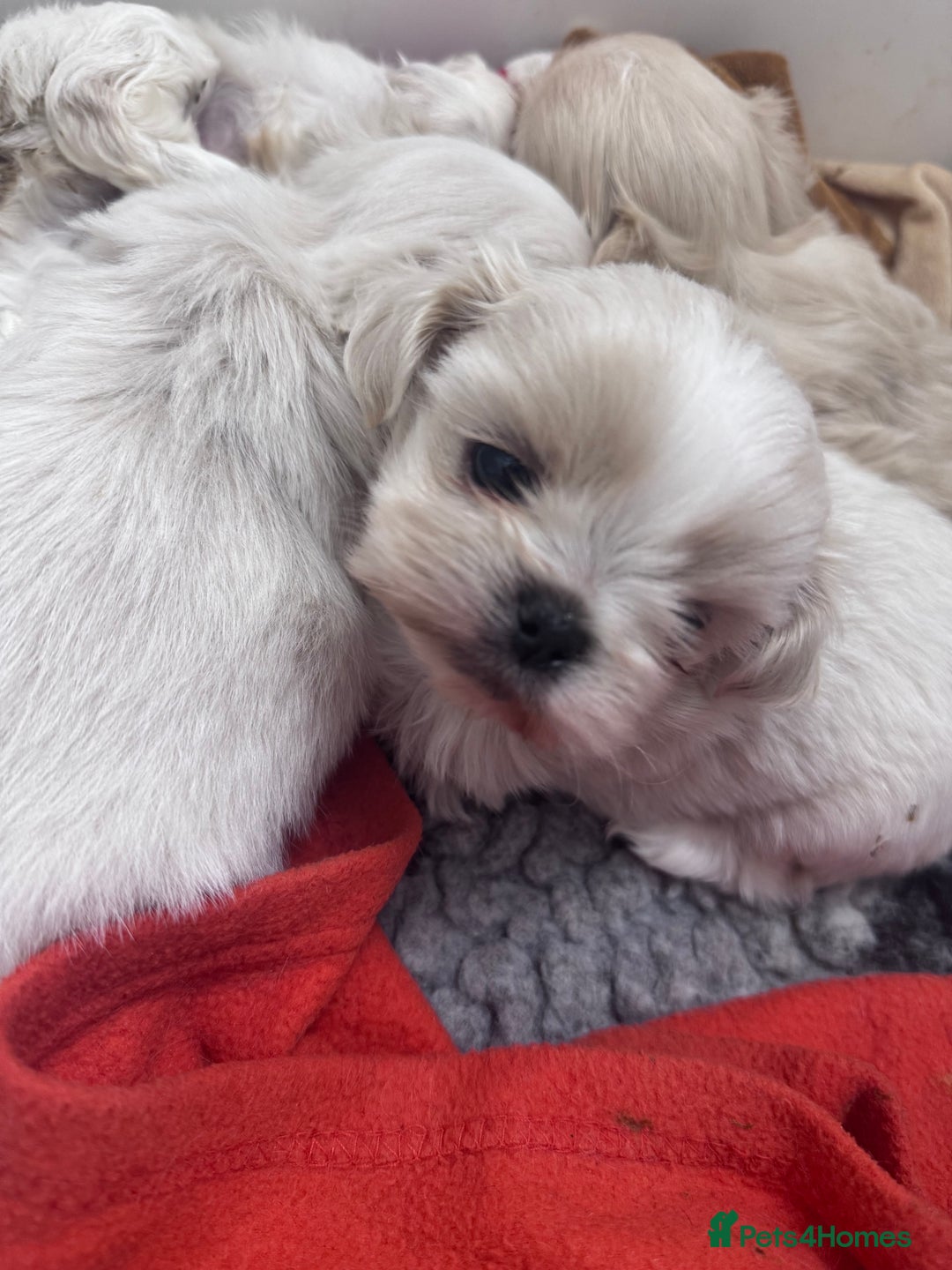 Shih Tzu dogs for sale: Creams shihtzus 5* puppies  - Image 5