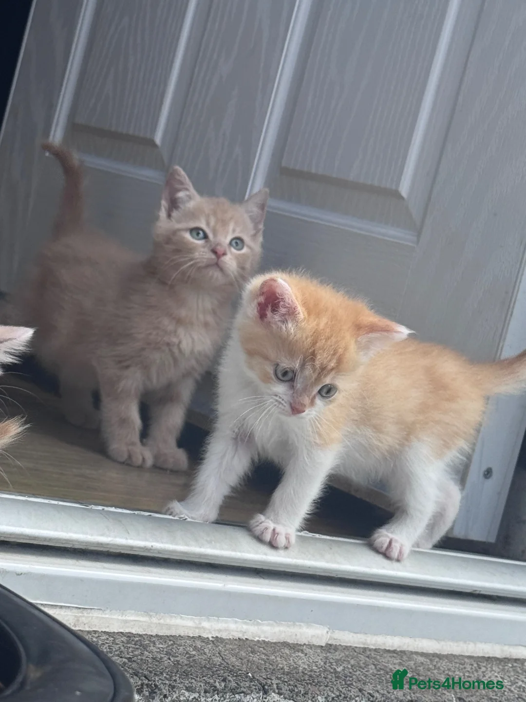 Bengal cats for sale: Kittens ready  - Advert 2