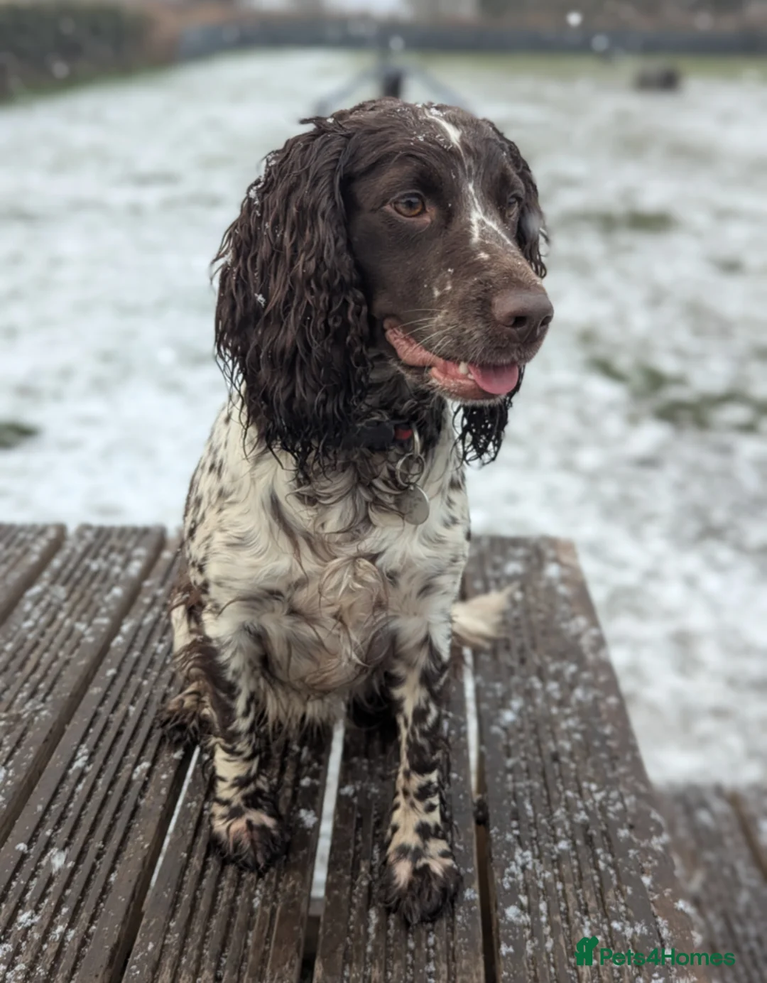 Sprocker dogs for sale: Absolutely Stunning Sprocker Puppies!  - Advert 26