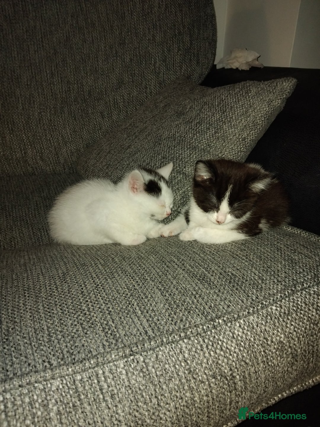 Mixed Breed cats for sale: Sister Kittens Available  - Advert 4