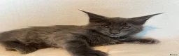 Maine Coon cats for sale: Maine Coon Kittens – 4 Available !!! - Advert 2