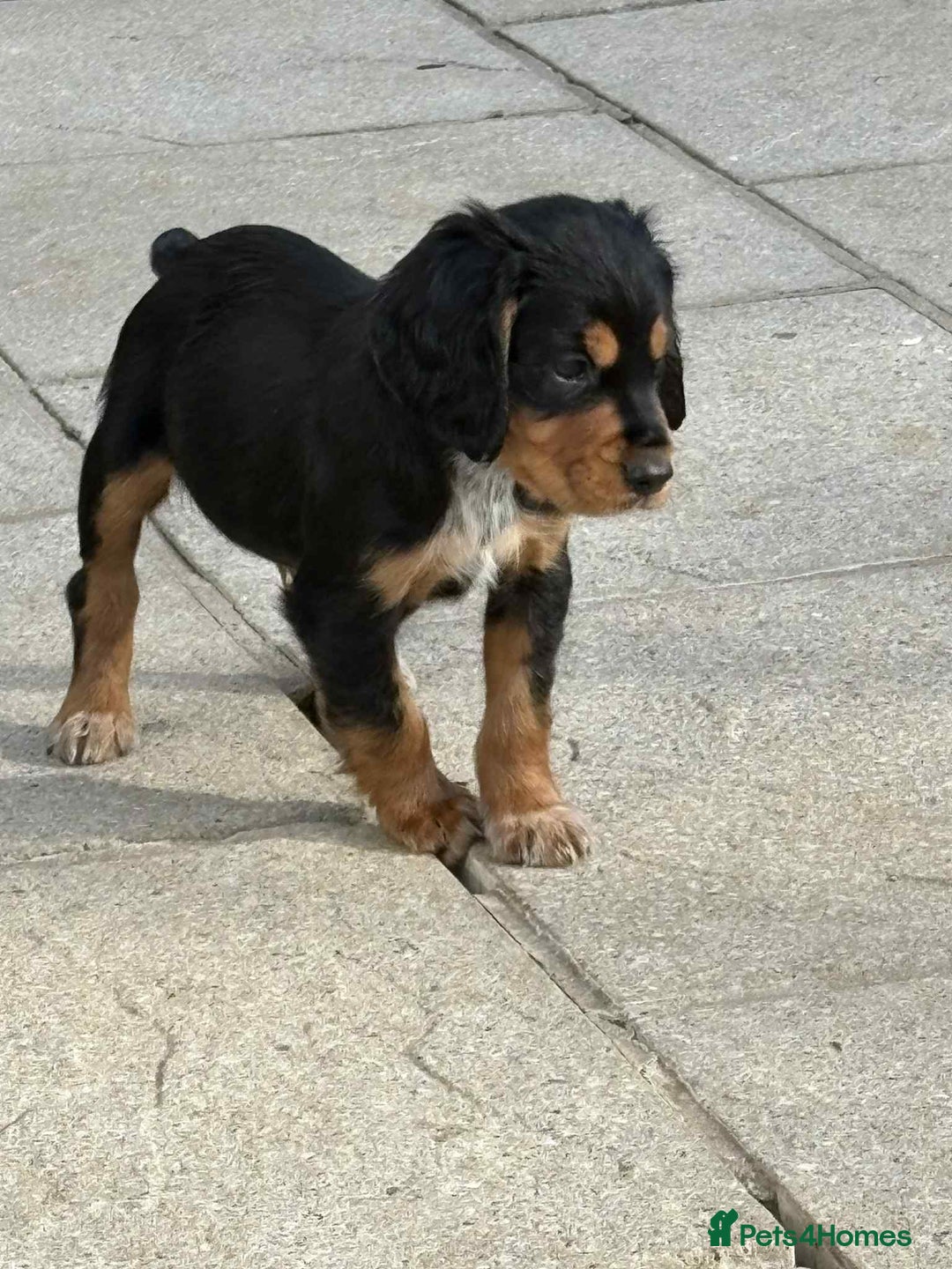 Cocker Spaniel dogs for sale: Cocker spaniels - Image 3