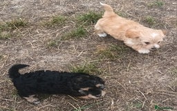 Jackapoo dogs for sale: Adorable Fluffy Jack-A-Poo Puppies for Sale - Image 7