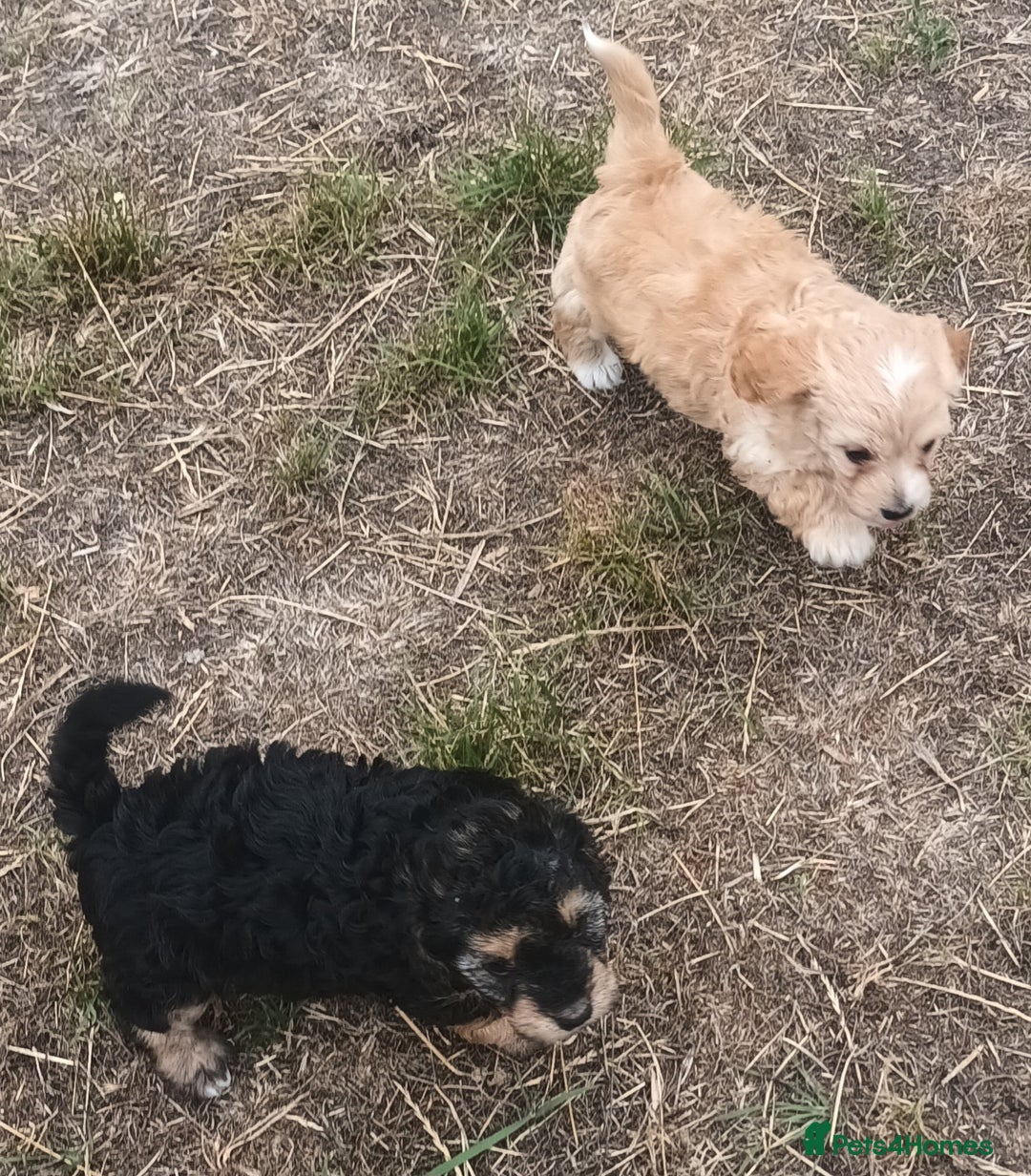 Jackapoo dogs for sale: Adorable Fluffy Jack-A-Poo Puppies for Sale - Image 7