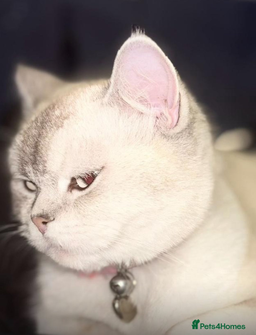 Scottish Fold cats for sale: Beautiful thick coated kittens  - Advert 7